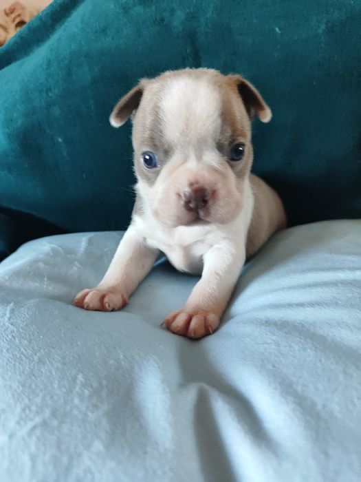 Boston Terrier chłopiec