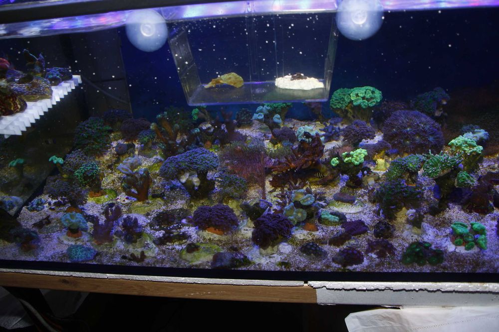 Sarcophyton Koralowce, Morskie