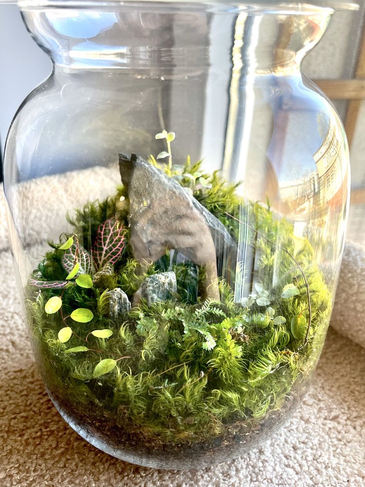Mini terrarium/las w słoiku 30cm