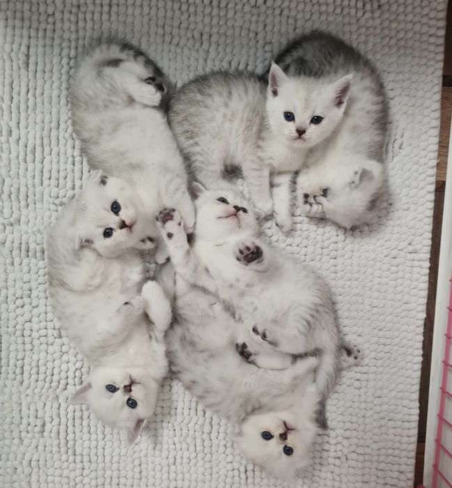 Шотландські кошенята срібна шиншила серебристая шиншилла