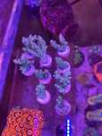 Corais para aquario agua salgada SPS