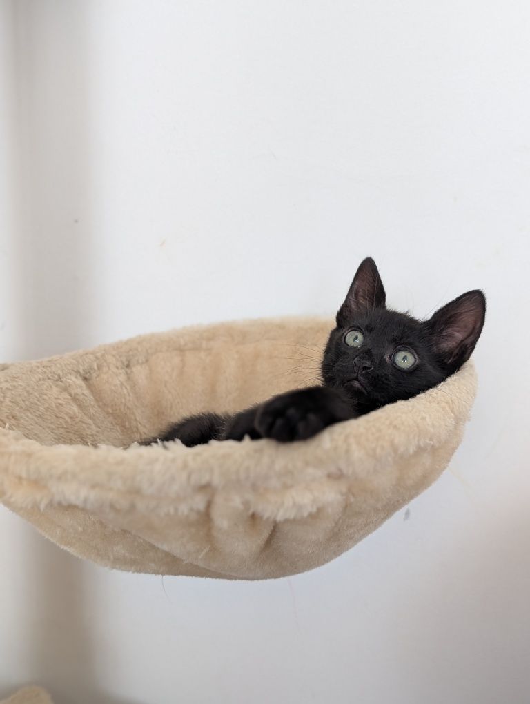 Mirtilo, o gatinho da sorte