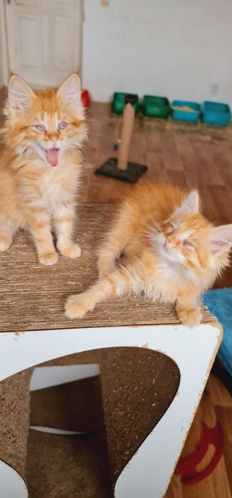 Кошеня дівчинка руда рижие котята