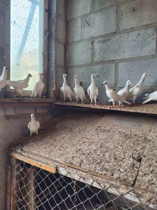 Gołębie srebrniaki perłowe wyloty białe ogony