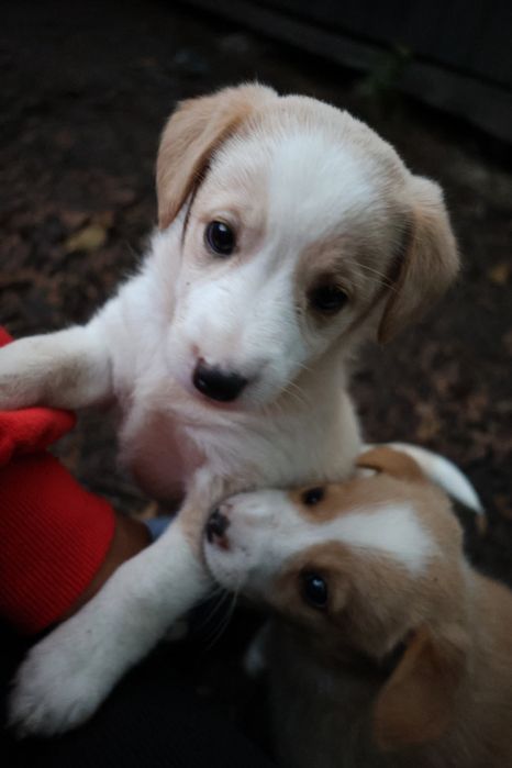 Віддам цуценят у добрі руки!!!