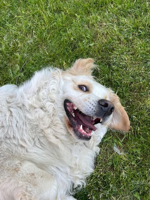 Sierść psa na kuny