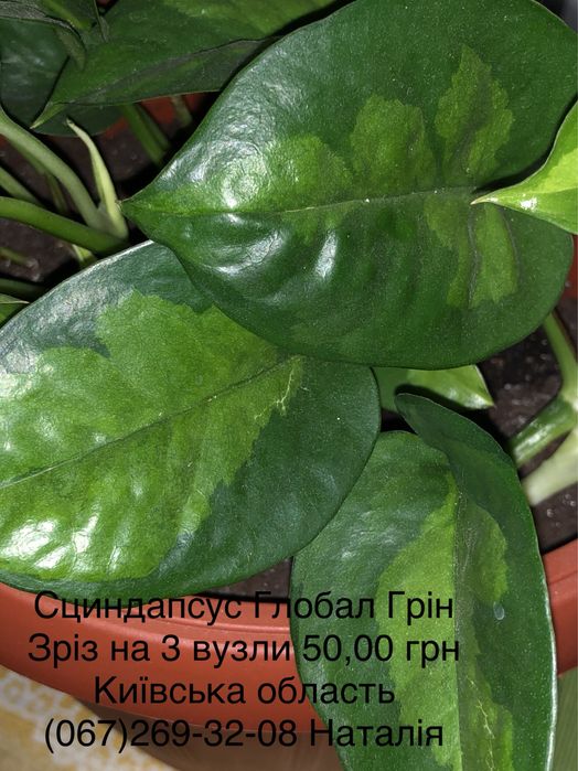 Сциндапсус, епіпремнум, потос види. Філодендрон