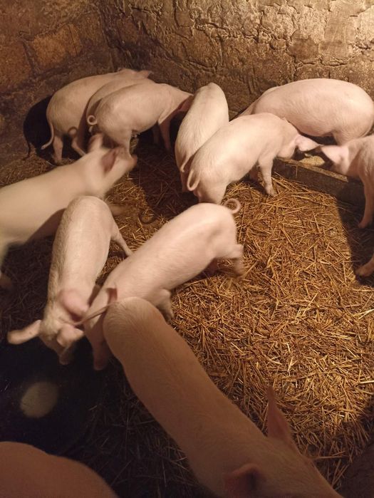 Продам малих поросят +-15 кг.