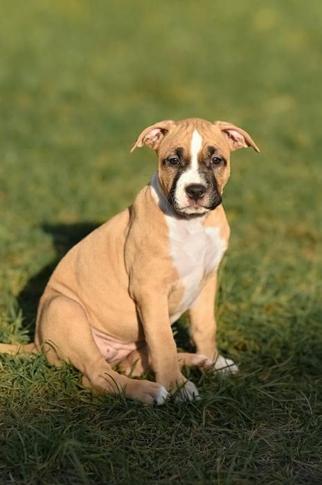 Amstaff Suczka  Ast American STAFFORDSHIRE TERIER