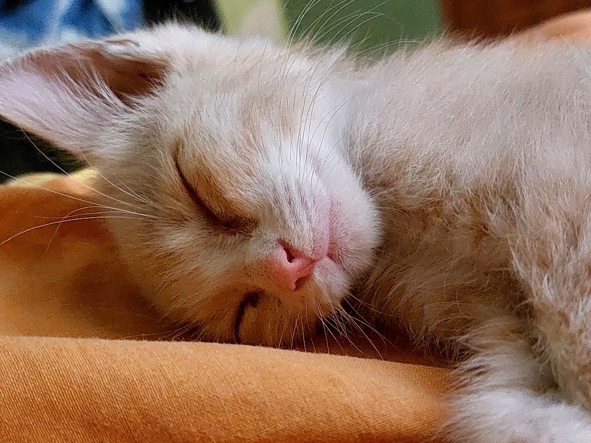 Віддам кошеня хлопчик