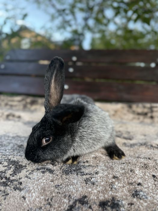 Кролі Полтавське Срібло