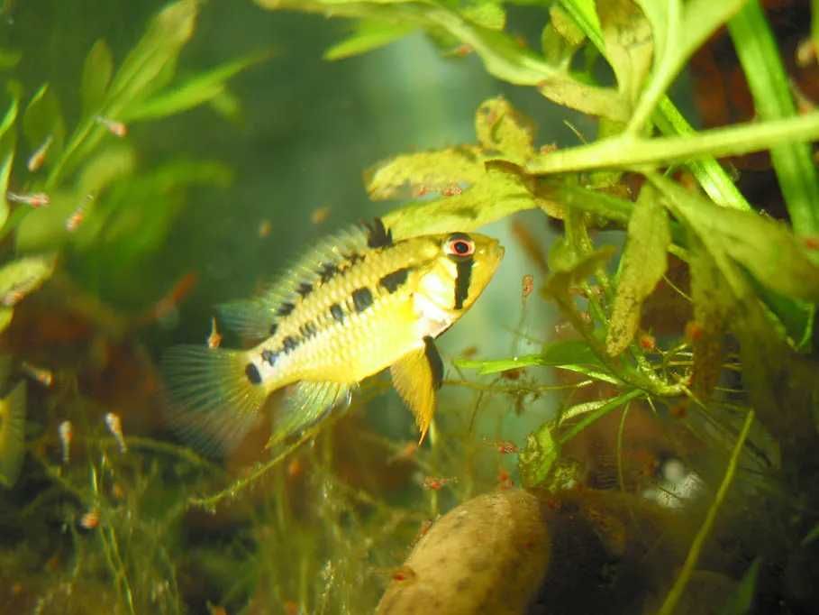 Hongsloi Apistogramma