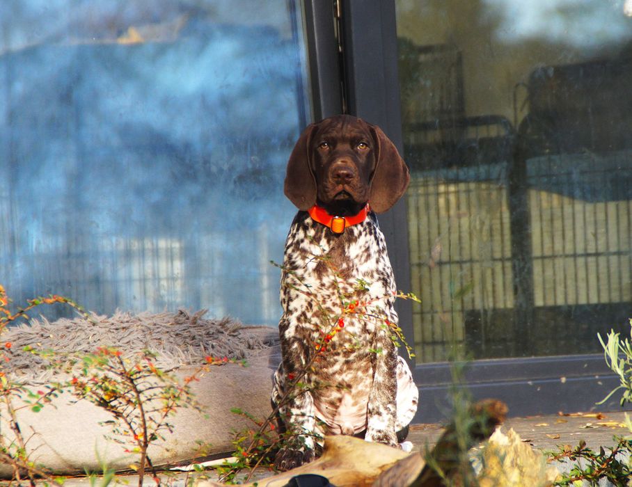 wyżeł niemiecki krótkowłosy Zkwp/Fci