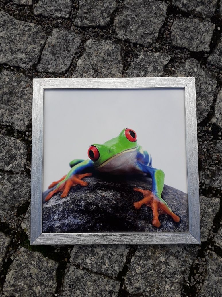Obrazek kolorowy żaba