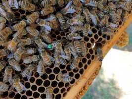 Pszczoły, odkłady, rodziny przezimowane