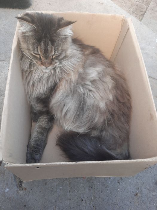 zaginęła nasza kotka Kadesz, rasy Maine Coon