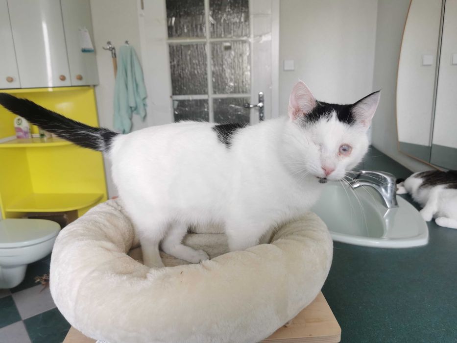 Ślepaczek Likier szuka domku