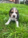 Beagle tricolor chip