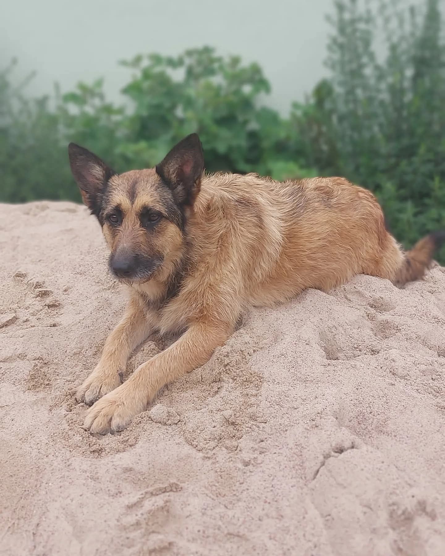 Kochająca Doris w typie owczarka szuka domu!