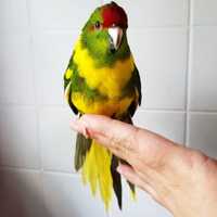 Папуга какарік (3 місяці) 700грн
