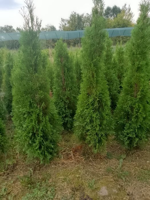 Na sprzedaż TUJE SZMARAGD 90-160cm