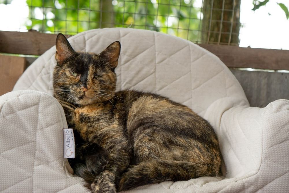 Merida, piekna kotka o wyjątkowym charakterze