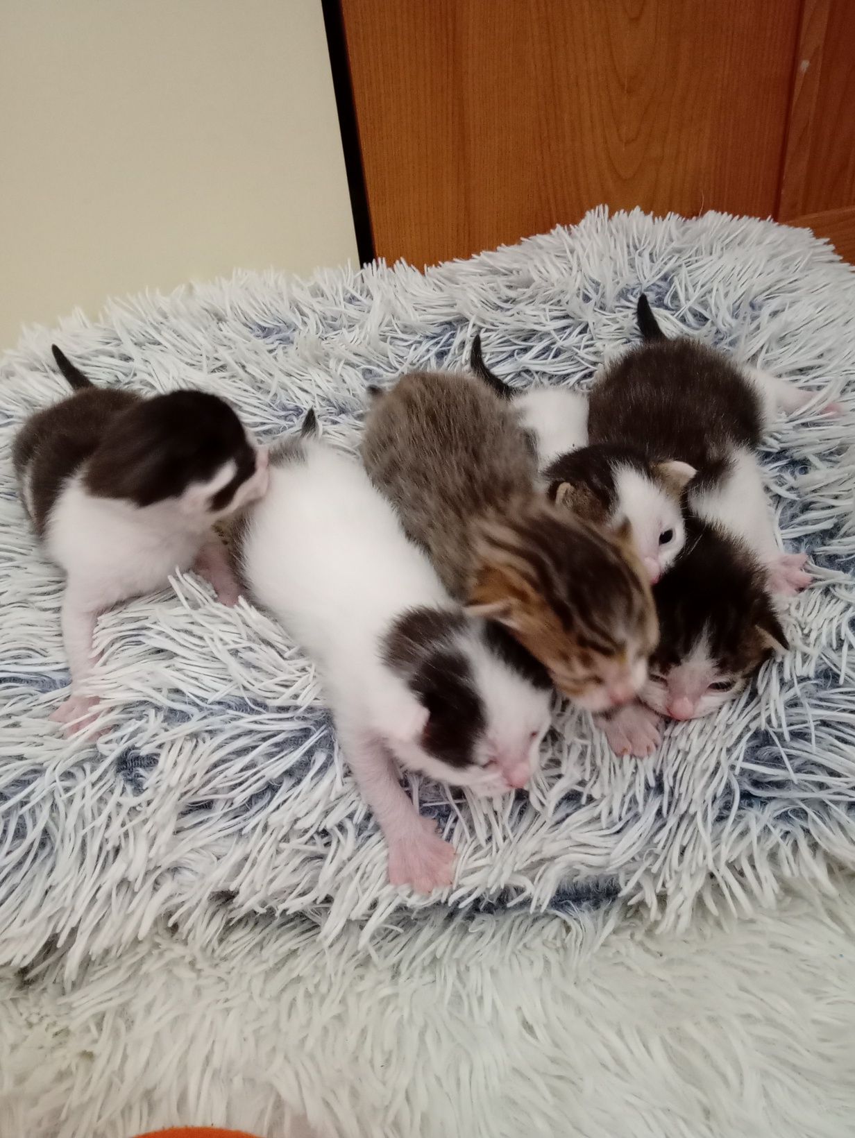 Koty do oddania przeczytaj opis !!