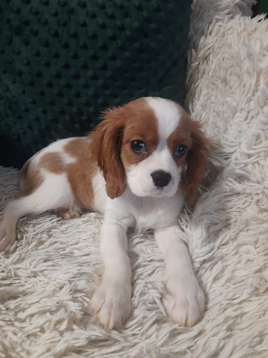 Cavalier King Charles spaniel