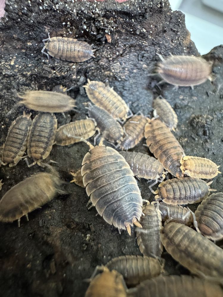 Porcellio scaber rusty - isopody, ekipa sprzątająca