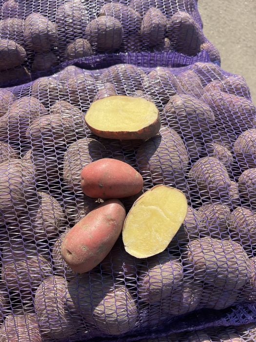 Картошка Лук КАПУСТА (КУБАНКА, БЕЛАРОСА, Королева Анна)