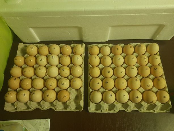 Индюшиные яйца для инкубации