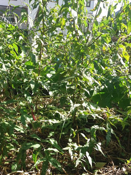 Саженец персика дикий. четырёхлетний. Плодоносит.