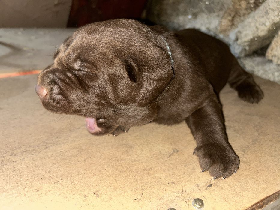 Labrador chocolate