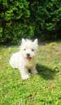 West Highland White Terrier piesek
