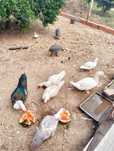 Patos mudos e fracas