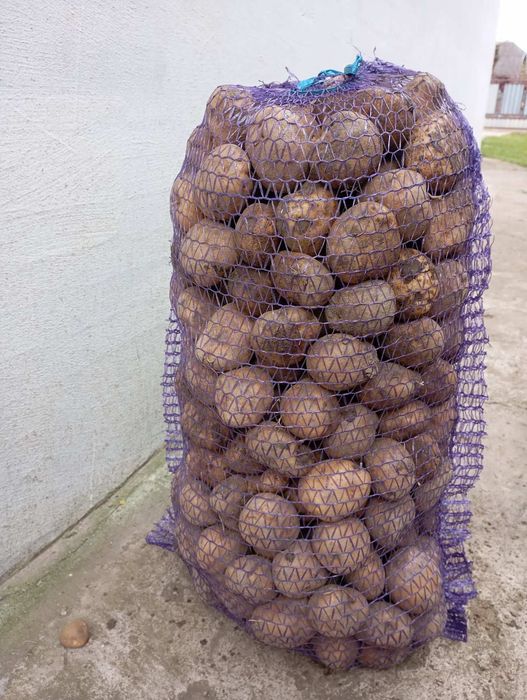Насіннєва картопля. 8,99грн за 1 кг.