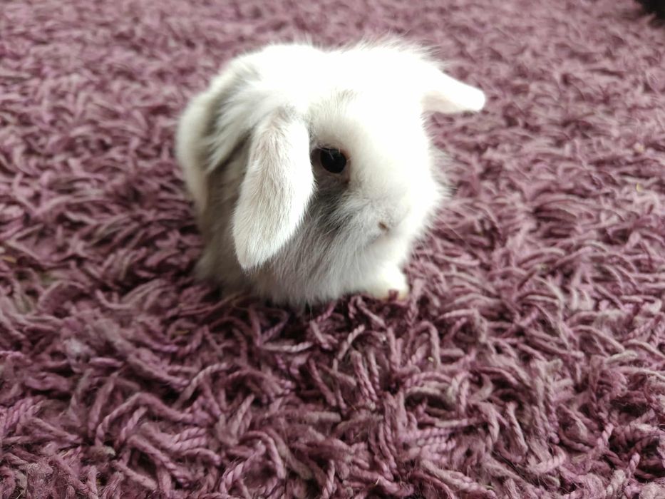 Królik miniaturka mini lop, dowóz gratis