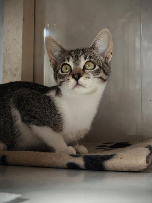 Młode kocięta do adopcji