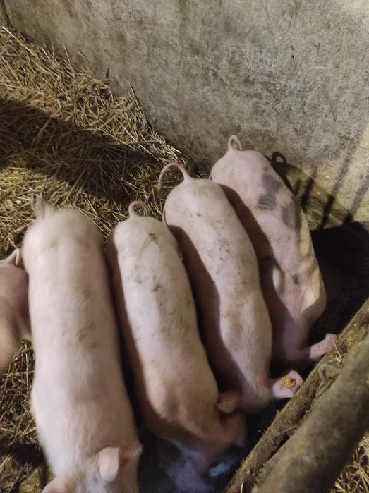 Prosięta warchlaki 30 kg