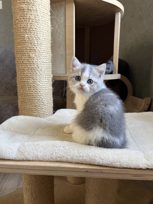 Бона Боночка страйтова