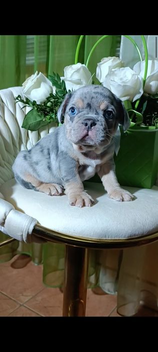 Мальчик лиловое мерле