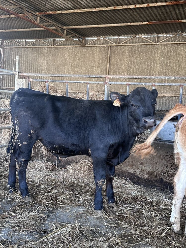 Vitelo cruzado angus