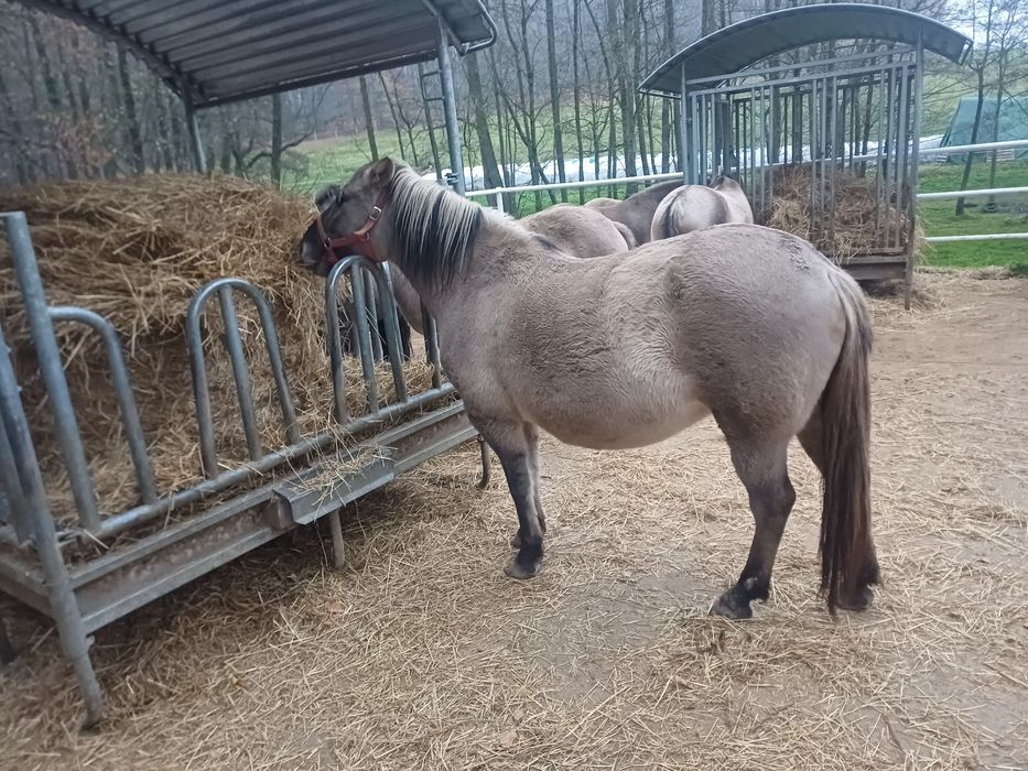 2 Klacze konika polskiego zaźrebiona