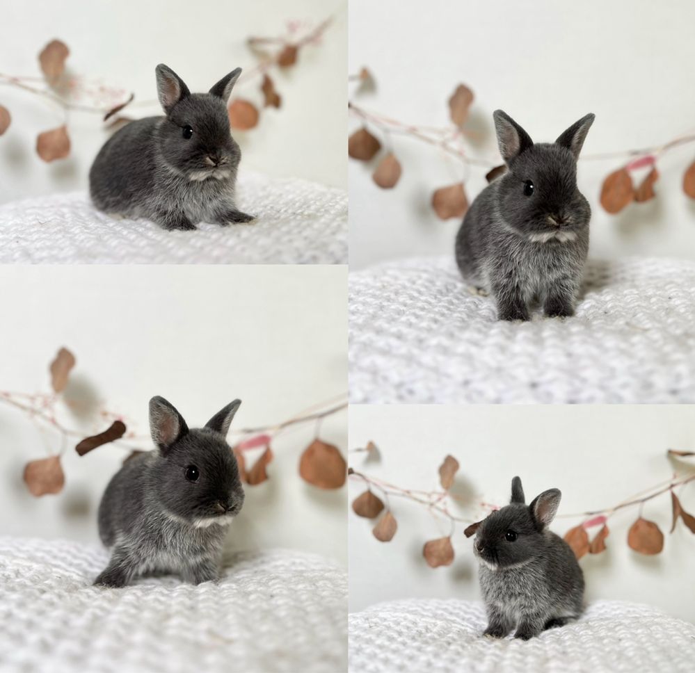 Mini Króliczki ras: Mini lop i Karzełki Teddy Gotowe do odbioru
