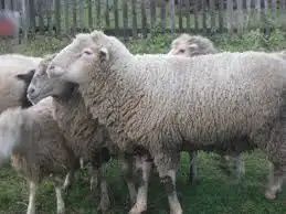 Продам баранів та овець.