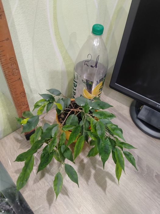 Фикус Бенджамина, папоротник, пеперомия, Сансевиерия Муншайн