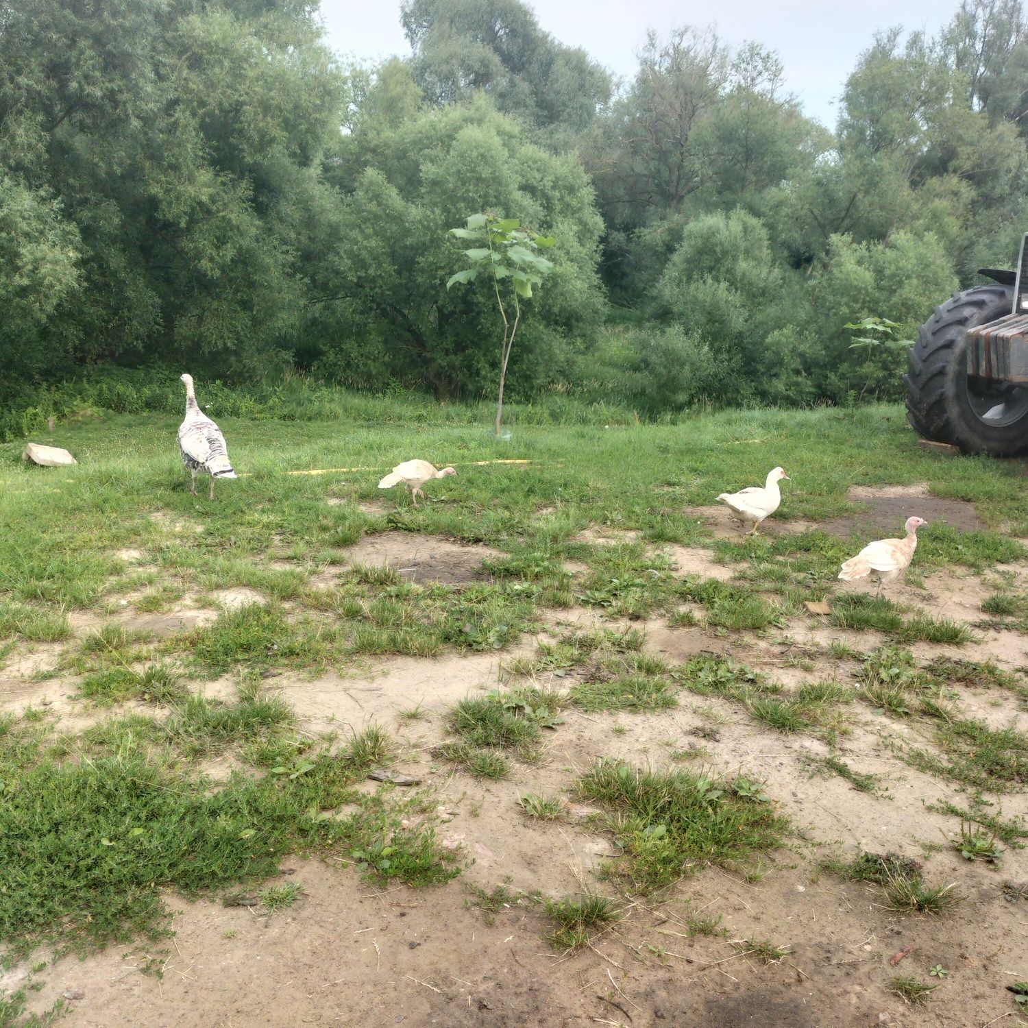 Sprzedam młode indyki