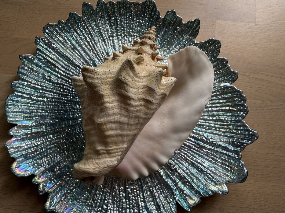 Ракушки панцирі екзотичні