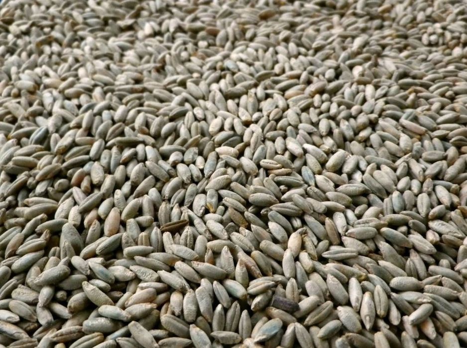 Żyto zbiór z 2025 roku