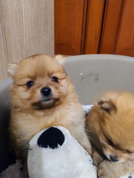 Szpic miniaturowy Pomeranian